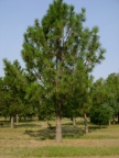 Ponderosa Pine: 480x640